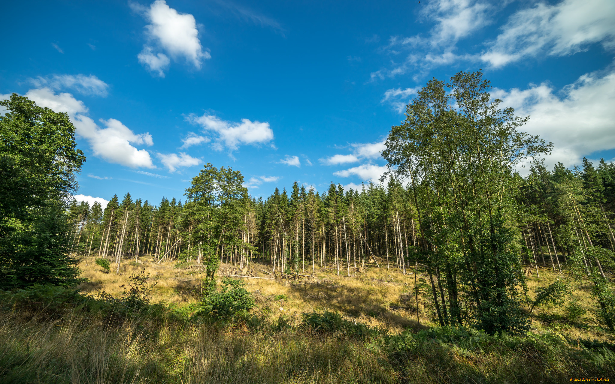 Tree line. Простор леса. Лес просторы. Природа лес, просторы. Лесные просторы России.